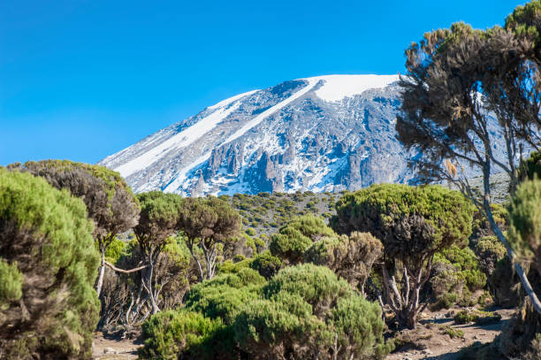 Kilimanjaro Climbing and Serengeti Safari Packages 